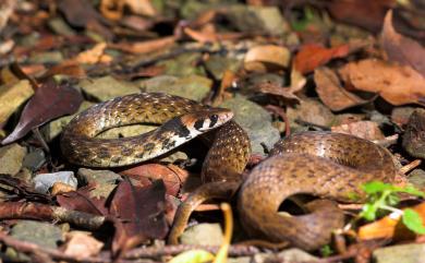 Rhabdophis swinhonis (Günther, 1868) 斯文豪氏頸槽蛇