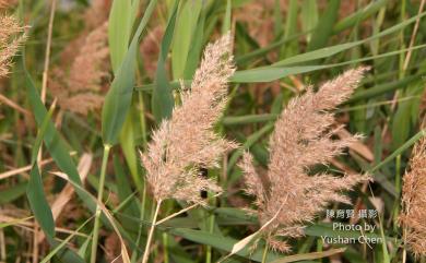 Phragmites australis 蘆葦