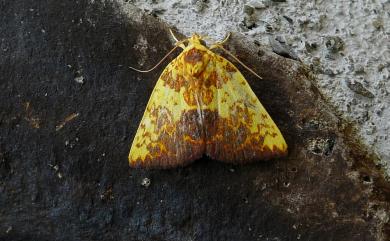 Siglophora ferreilutea Hampson, 1895 鏽血斑瘤蛾