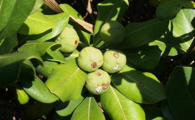 Pittosporum tobira (Thunb.) W.T. Aiton 海桐