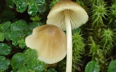 Mycena 小菇屬