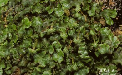 Marchantia polymorpha 地錢