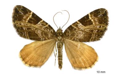 Ecliptopera fervidaria (Leech, 1897) 方斑齒紋波尺蛾