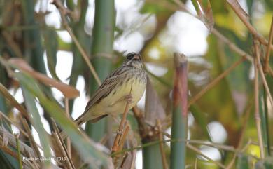 Emberiza spodocephala sordida Blyth, 1845 灰頭黑臉鵐