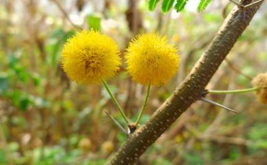 Acacia farnesiana (L.) Willd. 金合歡