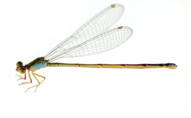 Pseudagrion microcephalum (Rambur, 1842) 瘦面細蟌