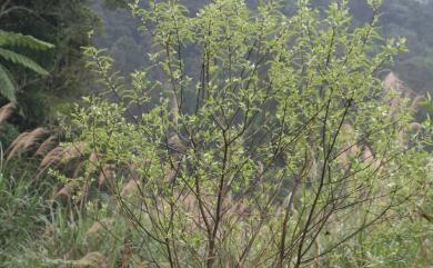 Salix kusanoi (Hayata) C.K. Schneid. 水社柳