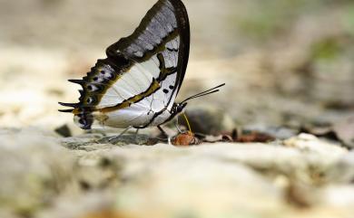 Charaxes eudamippus formosanus (Rothschild & Jordan, 1899) 雙尾螯蛺蝶