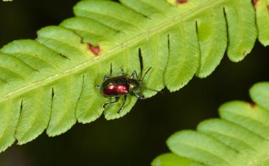 Acrothinium gaschkevitchii (Motschulsky, 1860) 紅背豔猿金花蟲