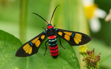 Euchromia elegantissima Wallengren, 1861 豐采鹿蛾