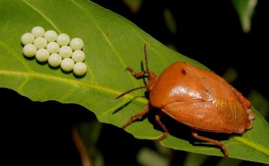 Tessaratoma papillosa (Drury, 1770) 荔枝椿象