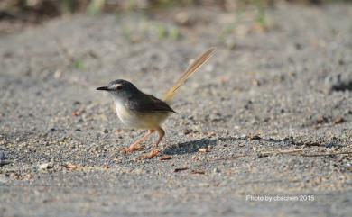 Prinia flaviventris sonitans (Swinhoe, 1860) 灰頭鷦鶯