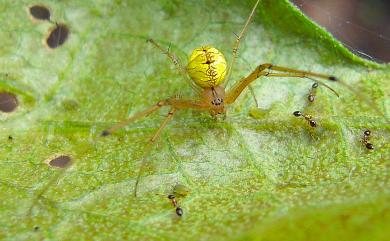 Tylorida striata (Thorell, 1877) 條紋高腹蛛