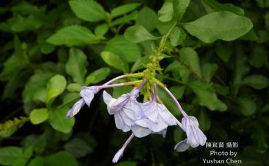 Plumbago auriculata 藍雪花