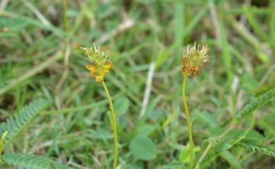 Neptunia gracilis 細枝水合歡