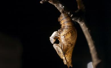 Limenitis asura baelia (Fruhstorfer, 1908) 白圈線蛺蝶