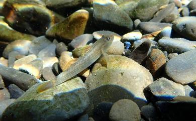 Rhinogobius candidianus (Regan, 1908) 明潭吻鰕虎