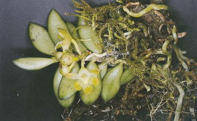 Gastrochilus hoii 何氏松蘭