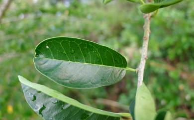 Maclura cochinchinensis (Lour.) Corner 柘樹