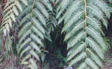 Woodwardia Sm. 狗脊蕨屬
