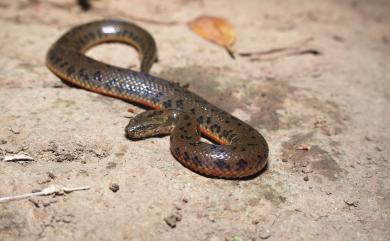 Myrrophis chinensis (Gray, 1842) 唐水蛇