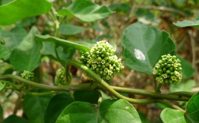 Marsdenia tinctoria 絨毛芙蓉蘭