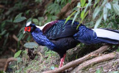 Lophura swinhoii (Gould, 1862) 藍腹鷴