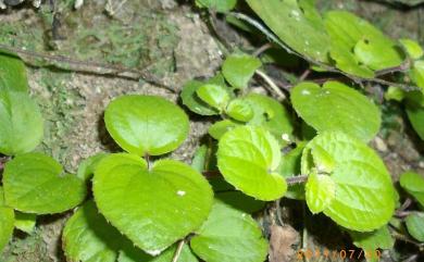 Bredia hirsuta var. rotundifolia (Yan Liu & C.H. Ou) S.F. Huang & T.C. Huang 圓葉布勒徳藤