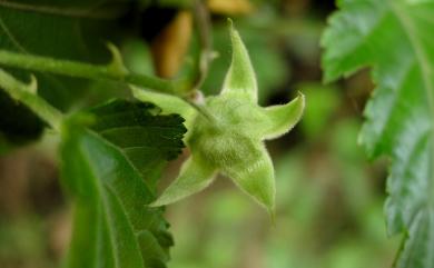 Rubus corchorifolius 變葉懸鉤子