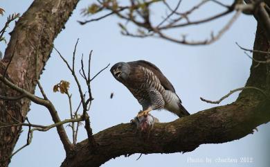 Accipiter trivirgatus formosae 鳳頭蒼鷹