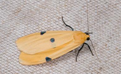 Conilepia nigricosta paiwan Kishida, 1991 藍緣苔蛾