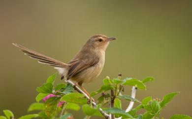 Prinia inornata flavirostris (Swinhoe, 1863) 褐頭鷦鶯(台灣亞種)