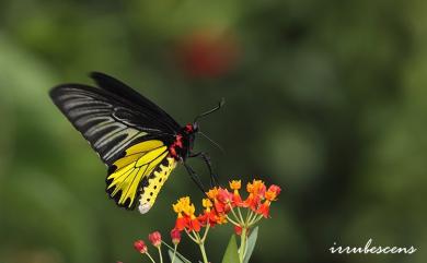 Troides aeacus kaguya (Nakahara & Esaki, 1930) 黃裳鳳蝶