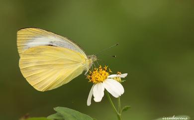 Talbotia naganum karumii 飛龍白粉蝶