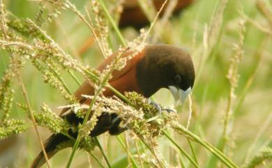 Lonchura atricapilla formosana (Swinhoe, 1865) 黑頭文鳥(台灣原生亞種)