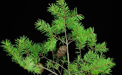 Pseudotsuga wilsoniana Hayata 臺灣黃杉