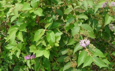Callicarpa formosana var. formosana Rolfe 杜虹花