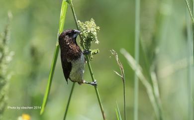 Lonchura striata swinhoei (Cabanis, 1882) 白腰文鳥