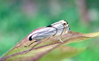 Gargela renatusalis (Walker, 1859)