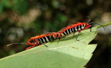 Pyrrhocoris carduelis (Stål, 1863) 東方直紅椿象