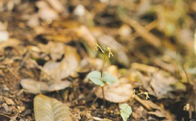 Neottia japonica (Blume) Szlach. 日本雙葉蘭