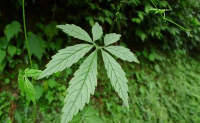 Gynostemma pentaphyllum (Thunb.) Makino 絞股藍