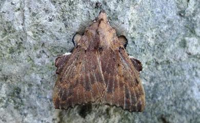 Takanea excisa excisa 紅枯葉蛾