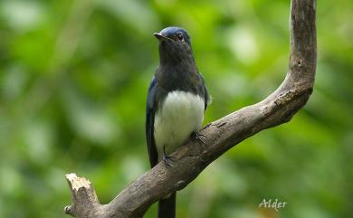 Cyanoptila cyanomelana (Temminck, 1829) 白腹琉璃