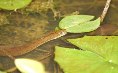 Myrrophis chinensis (Gray, 1842) 唐水蛇