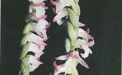 Spiranthes sinensis (Pers.) Ames 綬草