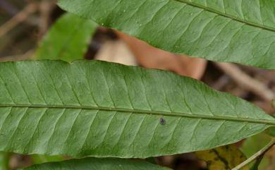 Bolbitis lianhuachihensis 蓮華池實蕨