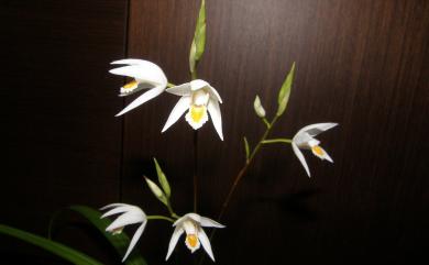 Bletilla formosana (Hayata) Schltr. 臺灣白及