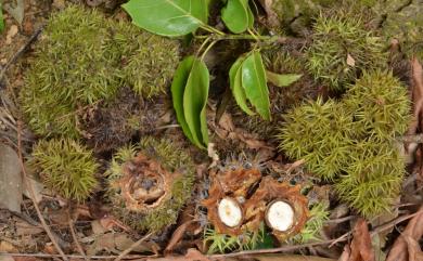 Castanopsis chinensis 桂林栲