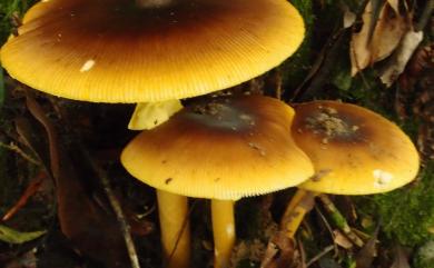 Amanita hemibapha subsp. similis